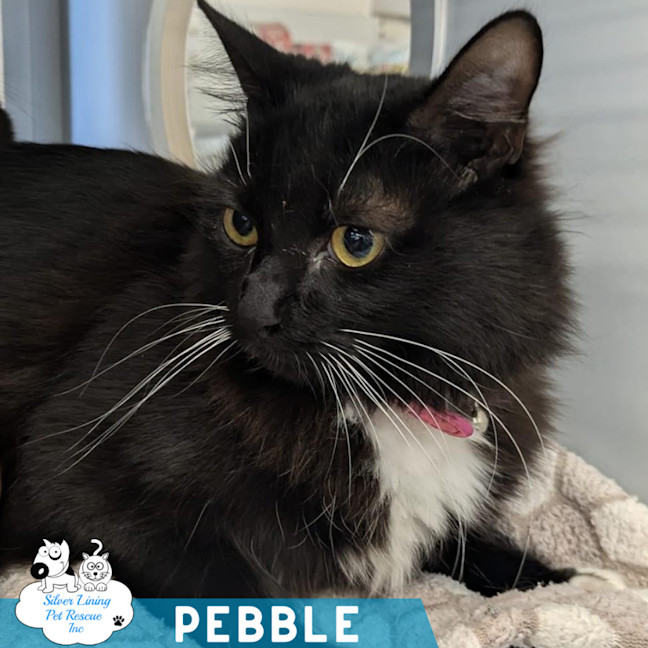 Photo of  Pebble