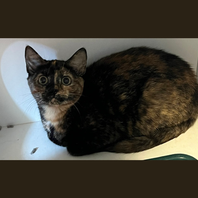Photo of Hazelnut