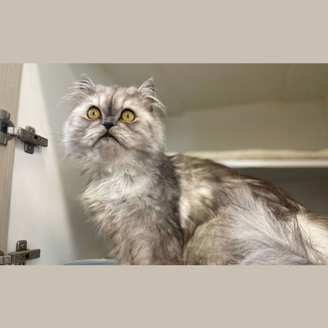 Photo of Falkor
