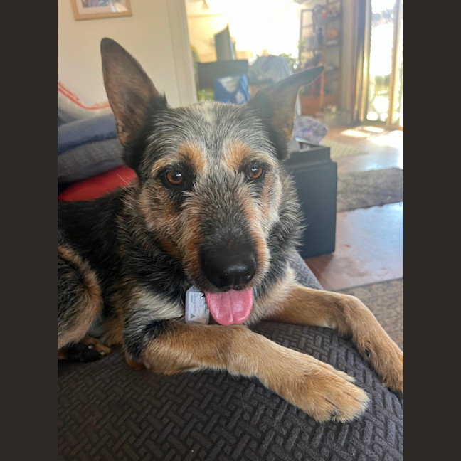 Photo of Buddy