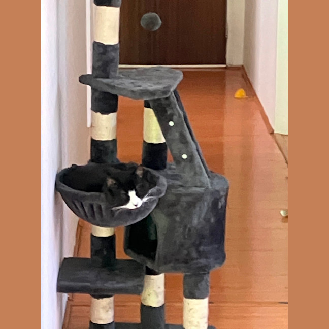 Photo of Oreo