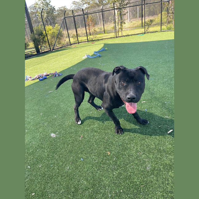 Photo of Bonnie Imp 1177