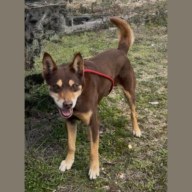 Photo of Rusty
