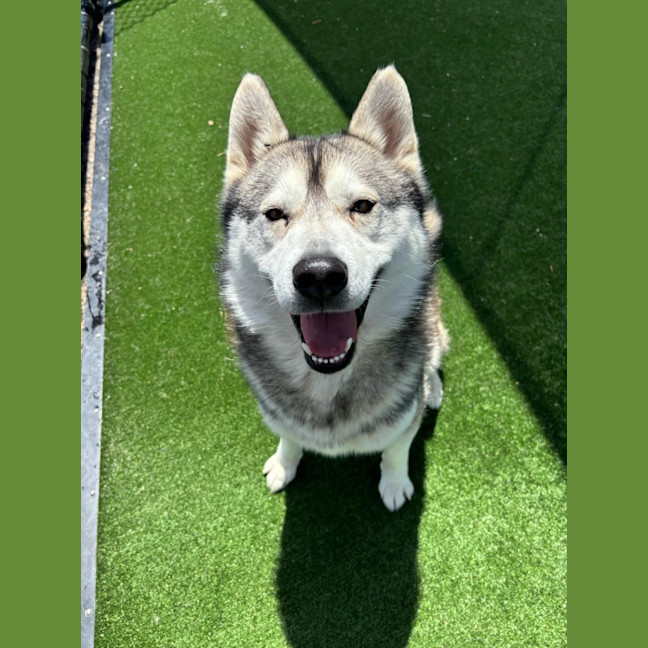 Photo of Rocky Imp 1867