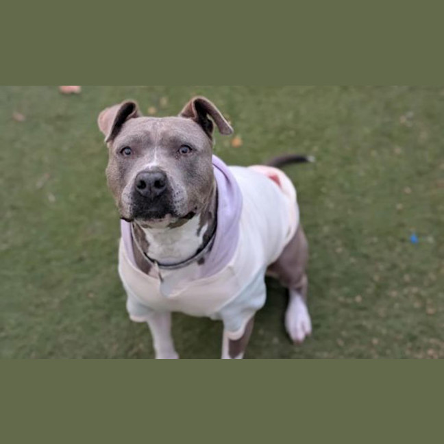 Photo of Rue