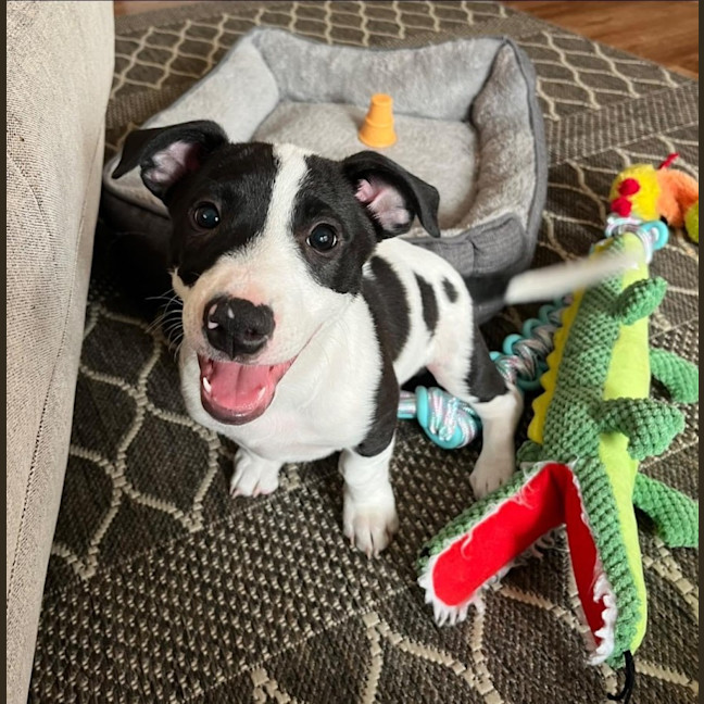 Photo of Venus & Mercury