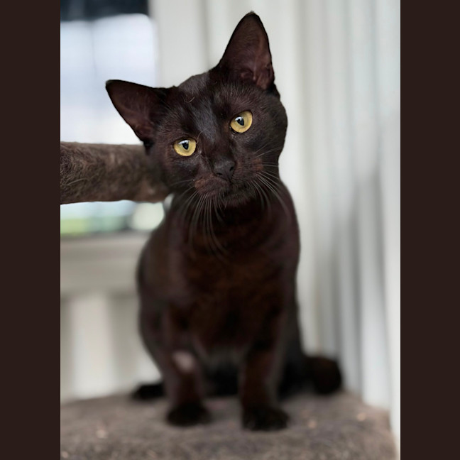 Photo of Coal