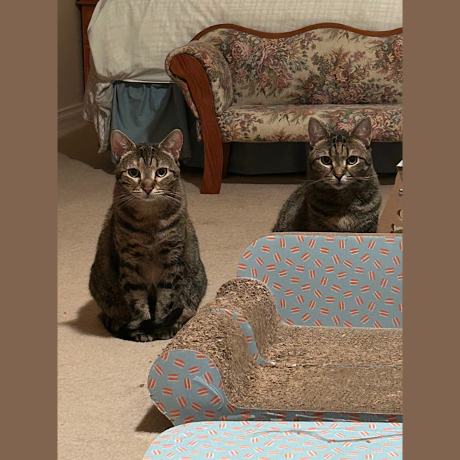 Photo of Miso & Momo