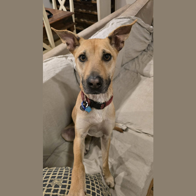 Photo of Mia   2 Year Old Kelpie X