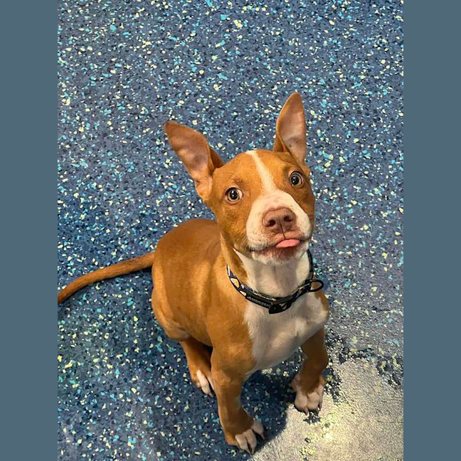 Photo of Hulk