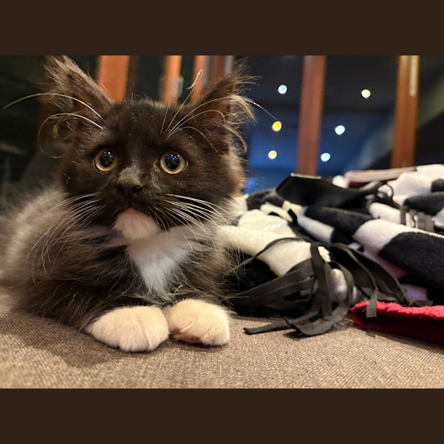 Photo of Indigo