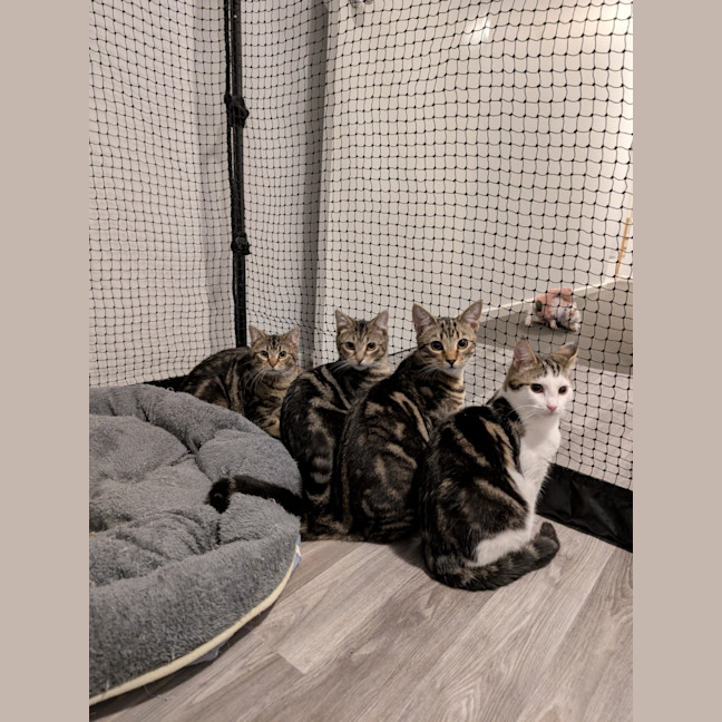 Photo of $180 Snuggles