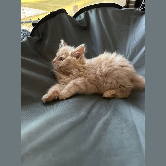 Photo of Nacho
