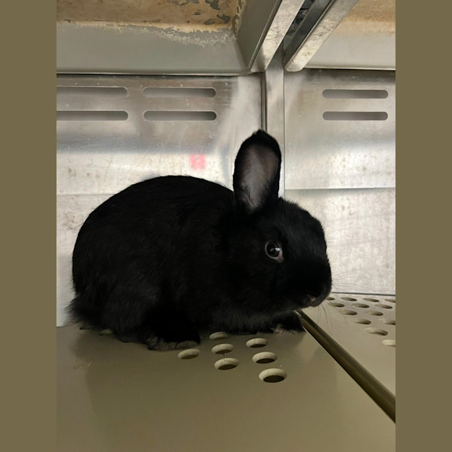 Photo of Dopey   Meet Me @ Petstock Engadine