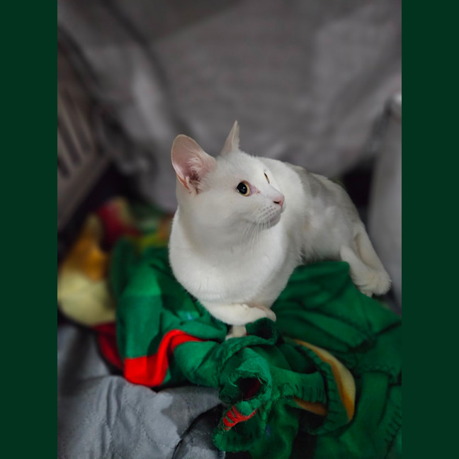 Photo of Minnie Me