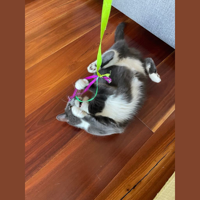 Photo of Flora *9 Lives Project Rescue*