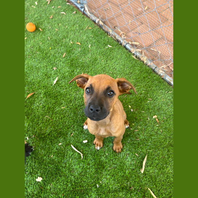 Photo of Ruby