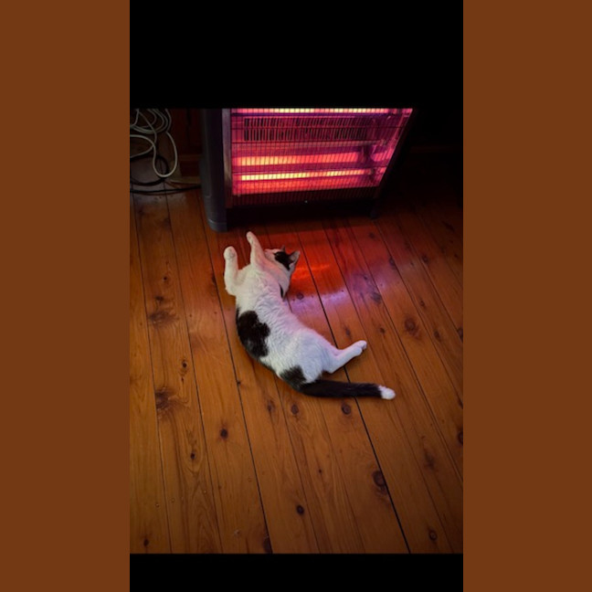 Photo of Gizmo