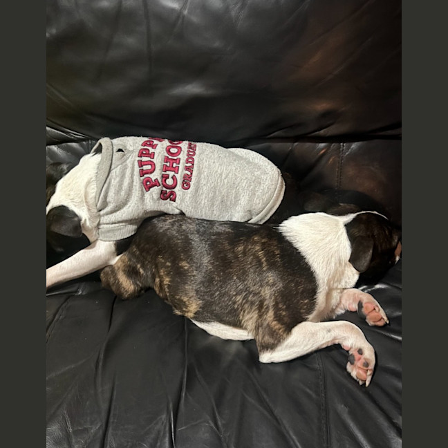 Photo of Cash & Casino   4 & 2 Year Old Boston Terriers