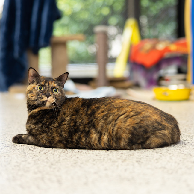 Photo of Maya