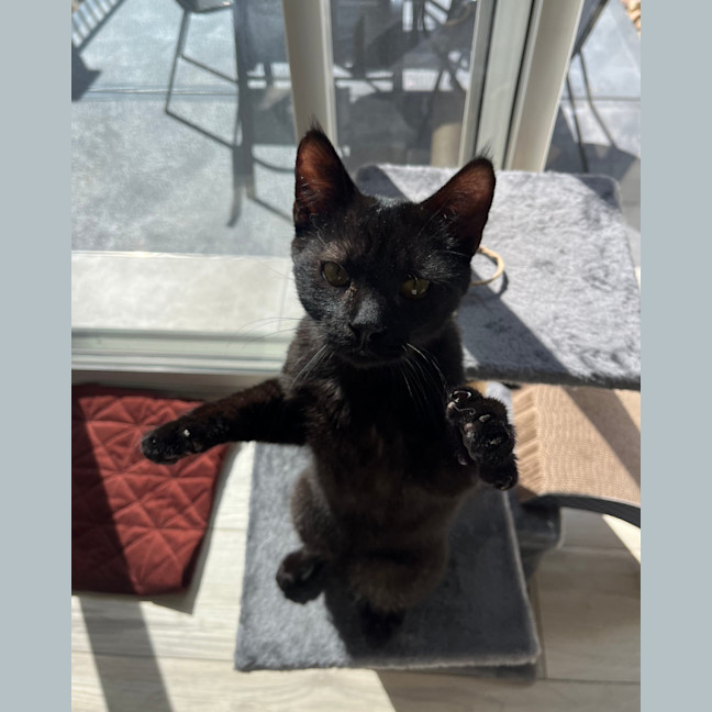 Photo of Vader