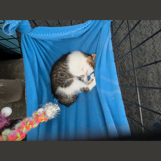 Photo of Lightning Snail