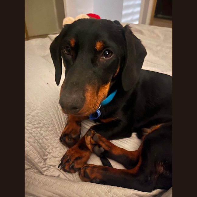 Photo of Mr Dash   9 Month Old Dachshund X Kelpie