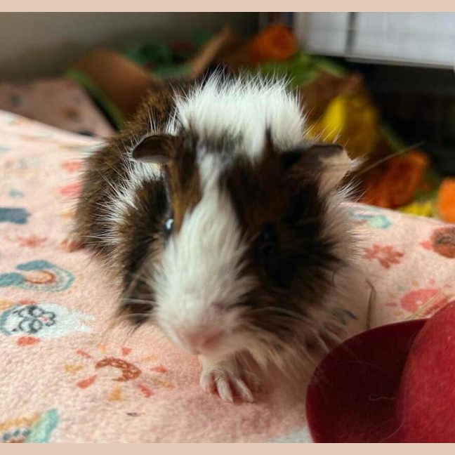 Photo of Peanut (Bonded To Chestnut And Walnut)