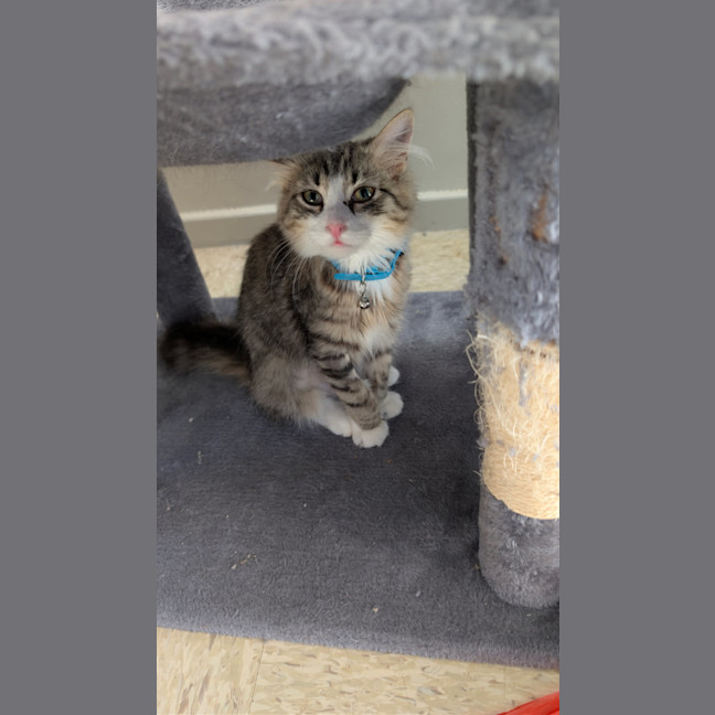 Photo of Marshmallow