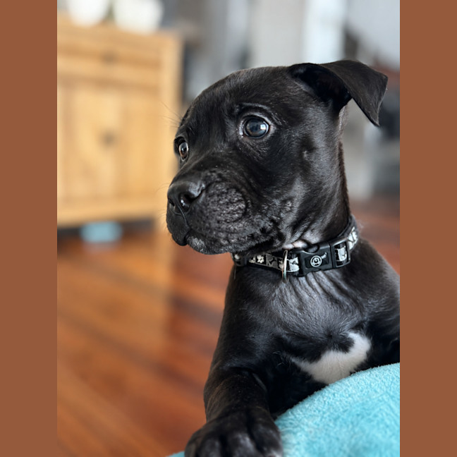 Photo of Tonka