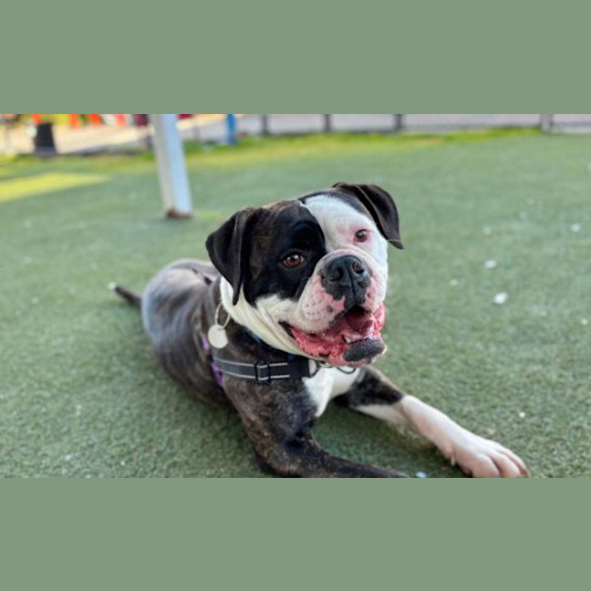 Photo of Buddy