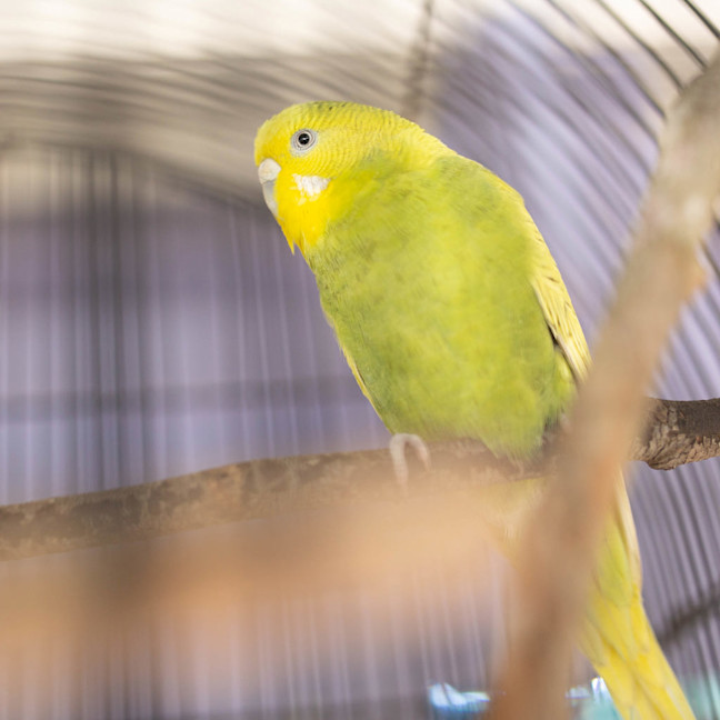 Photo of Wasabi
