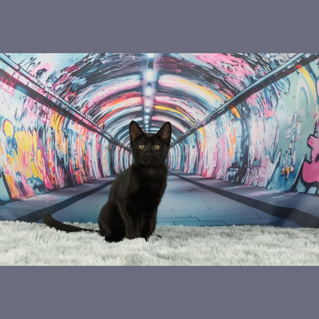 Photo of The Riddler