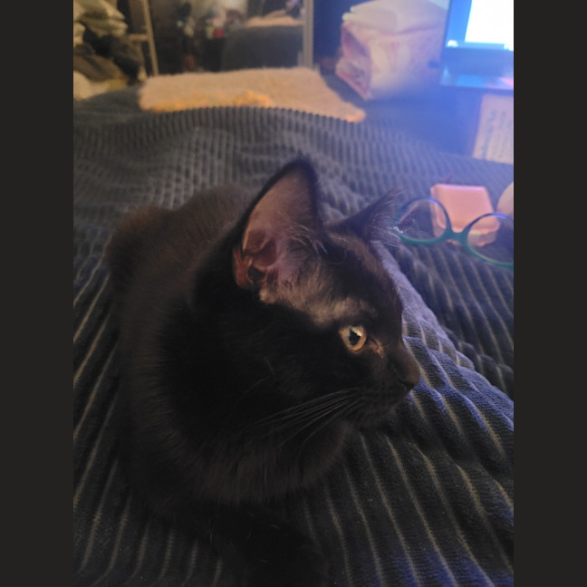 Photo of Twinkle Moo