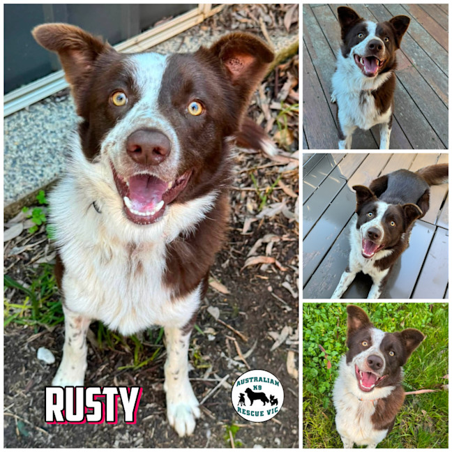 Photo of Rusty