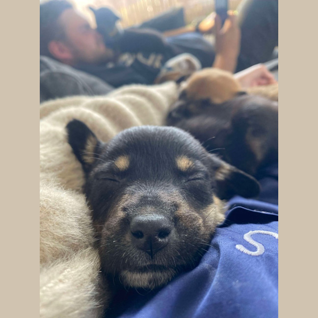 Photo of Jammy   8 Week Old Kelpie X (Trial)