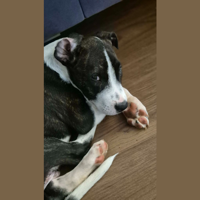 Photo of Jolly