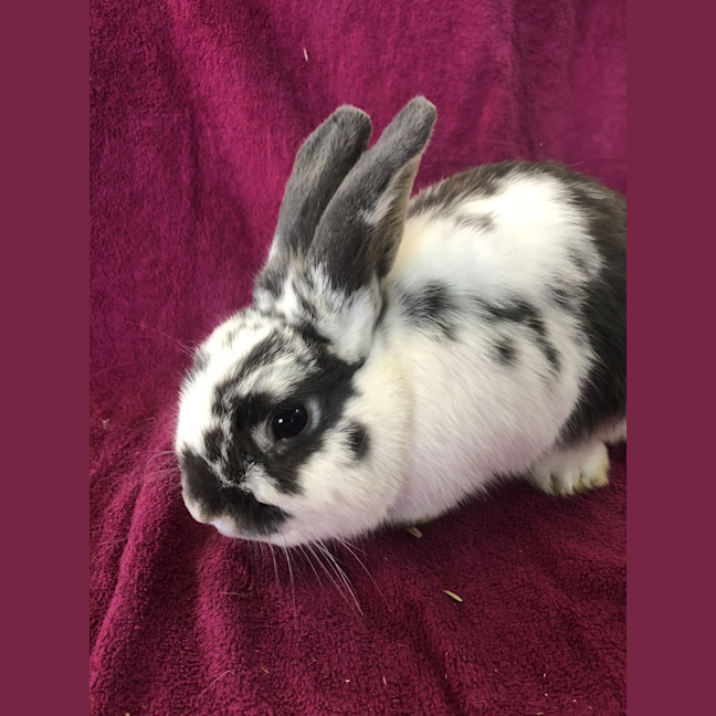 Photo of Spud 