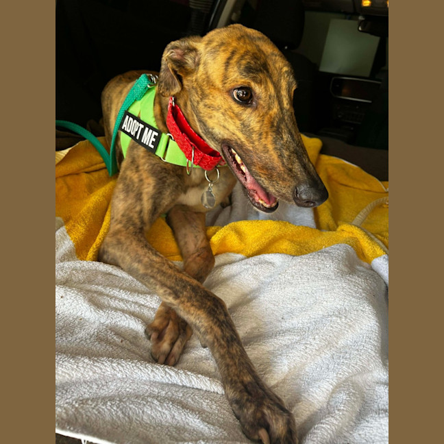 Photo of Richie The Greyhound 