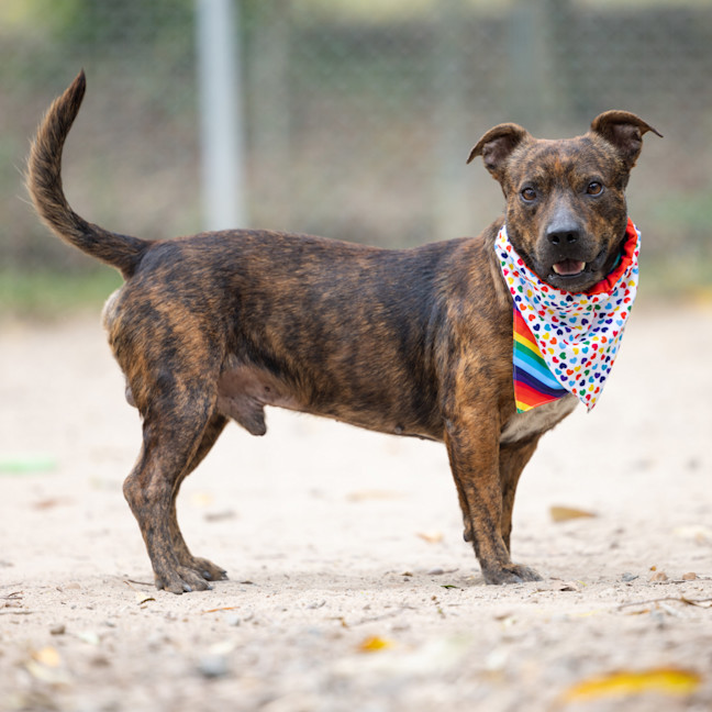 Photo of Archie Bear