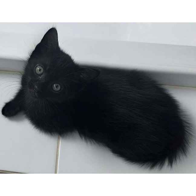 Photo of 13461   Zeus