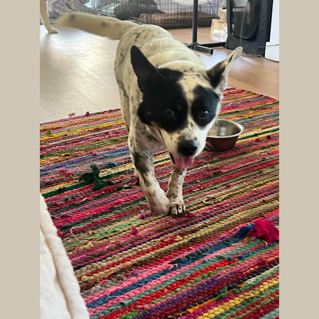 Photo of Bandit