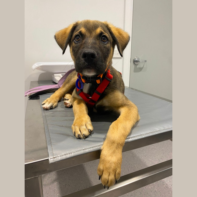 Photo of Merv  3 Month Old German Shepherd X