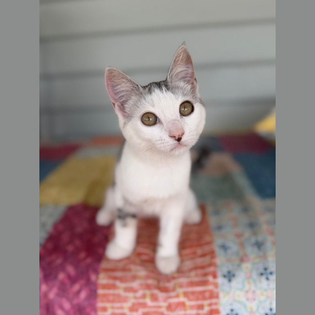 Photo of Pebbles