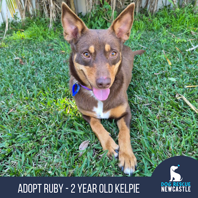 Photo of Ruby   2 Year Old Kelpie