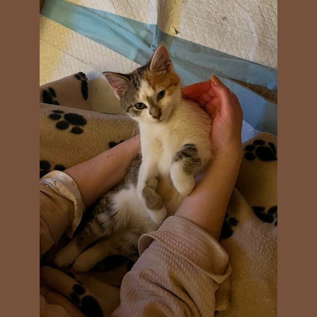 Photo of Gizmo