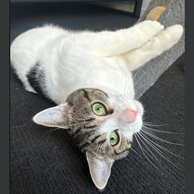 Photo of Perry & Parker 💙🌷