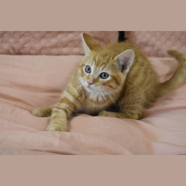 Photo of Kristoff