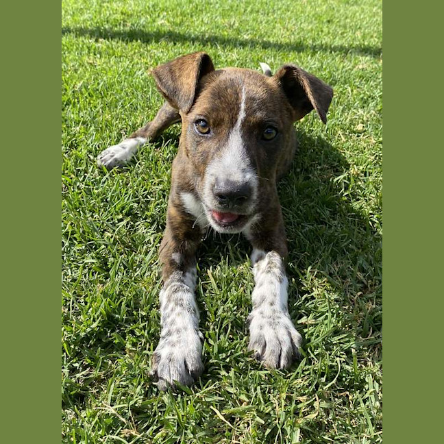 Photo of Dobby