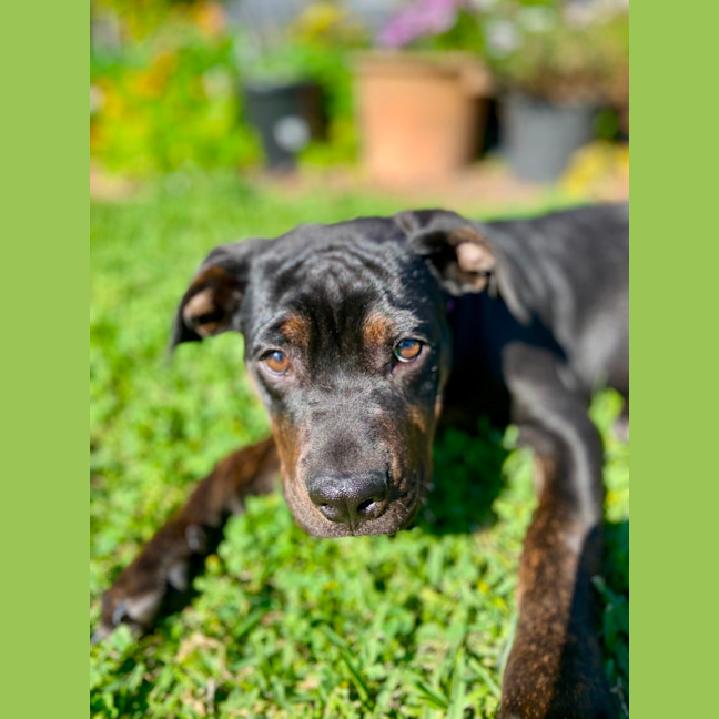 Photo of Sasha   4 Month Old Mixed Breed